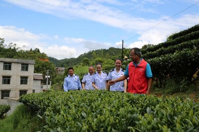 賀州稅務(wù) 稅惠賦能，助力茶香四溢 企業(yè)服務(wù)新篇章