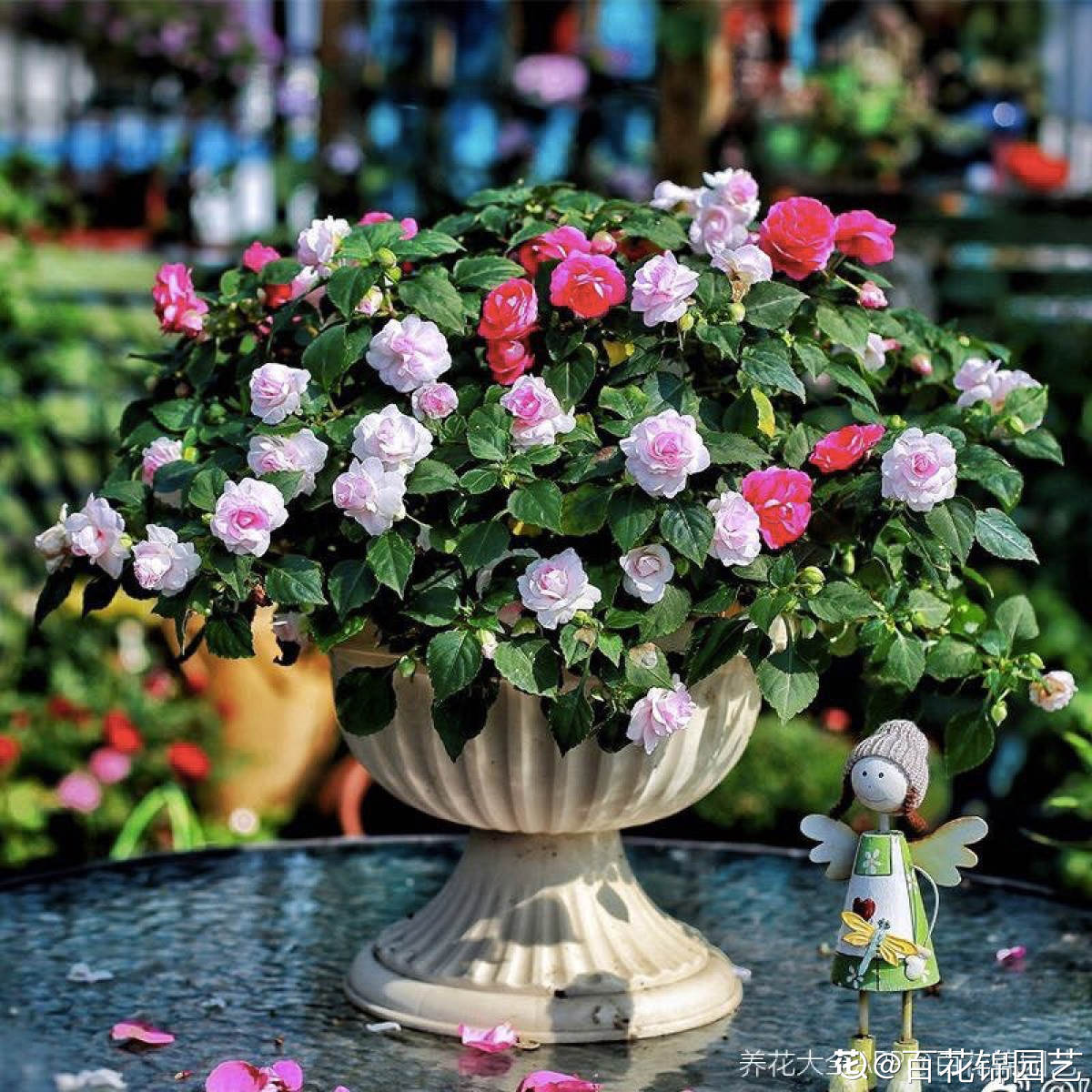 非洲鳳仙綻放北方最大花卉基地，蔬菜種植增添新亮點