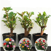 豆類種植 價格、圖片、品牌與種植指南